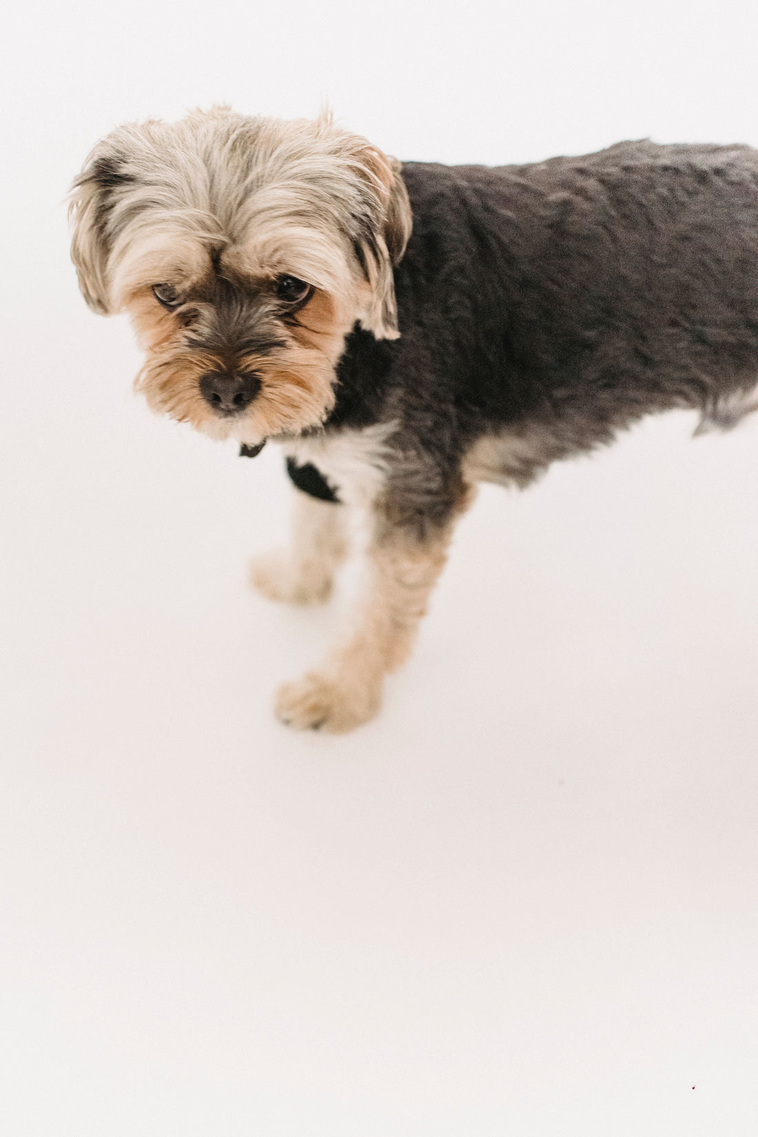 How We Make Your 3D Acrylic Pet Portrait — From Photo to Finished Piece